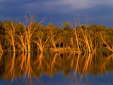 Dead Gum Trees in Shallows  and Healthy Ones on Banks  of Murray River  Victoria  Australia