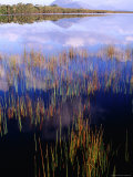 Reeds Growing in Melaleuca Lagoon Near Mt Rugby  South West National Park  Tasmania  Australia
