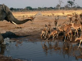 Elephant Chasing off Impala from Watering Hole  Savuti  Chobe National Park  Botswana