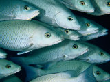 School of Grey Snapper (Lutjanus Griseus)  Soufriere Bay  Scott's Head  Dominica