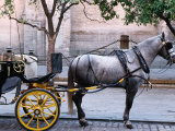 Horse and Carriage  Sevilla  Spain