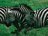 Zebras (Equus Zebra) Sparring  Ngorongoro Crater  Ngorongoro Conservation Area  Tanzania