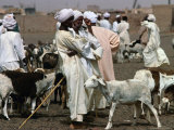 People and Goats at Animal Market  Omdurman  Khartoum  Sudan