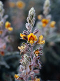 Native Wildflower at Karlamilyi  Rudall River National Park  Australia