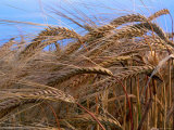 Wheatfield  Pembrokeshire Coast National Park  Pembrokeshire  Wales