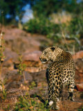 Leopard (Panthera Pardus) Walking Away  Okonjima  Namibia