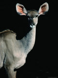 Female Greater Kudu (Tragelaphus Strepsiceros)  Moremi Wildlife Reserve  Ngamiland  Botswana
