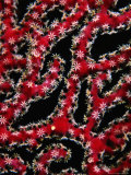Close Detail of Red Gorgonian in the Red Sea  Ras Mohammed National Park  Egypt