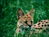 Serval (Felis Serval) in Chipengali Orphanage  Zimbabwe
