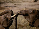 Elephants  Cecil Kop Nature Reserve  Zimbabwe