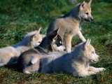 Litter of Sled Dog Puppies Near Cape York  Savissivik  Greenland