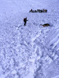 Aftermath of Avalanche with Rescue Party  Dog and Handler Searching for the Missing  Austria