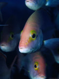 Hussar Emperor Fish (Lutjanus Adetti)  Great Barrier Reef  Queensland  Australia