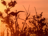 Grey Herons in Tree at Dawn  United Kingdom