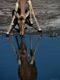 Impala (Aepyceros Melampus) Drinking Water  Savuti  Botswana