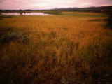 Grassland and Lake at Sunset  Sor-Trondelag  Norway