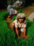 Rice Paddy Farmers  Tana Toraja  South Sulawesi  Indonesia