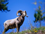 Bighorn Sheep on Hill  Banff  Canada