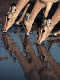 Impala's (Aepyceros Melampus) Drinking  Savuti  Botswana