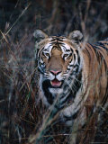 Tiger Stalking Through Long Grass  Bandhavgarh National Park  India