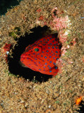 Coral Rock Cod (Cephalopholis Miniata) Looking Through Hole  Maldives