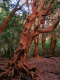 Trunks of the Arrayanes Tree in the Parque Nacional Los Arrayanes  Argentina