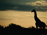 Giraffe (Giraffa Camelopardalis) at Sunset  Savuti  Chobe National Park  Botswana