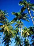 Cluster of Palm Trees  Great Courland Bay  Northwestern Coast  Grafton Beach  Trinidad & Tobago