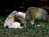 Playfight Between Little Corella Siblings  Kakadu National Park  Australia