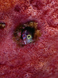 Secretary Blenny Hiding  St Anne Sandy Point  St Kitts & Nevis