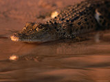 Juvenile Freshwater Crocodile  Kakadu National Park  Australia
