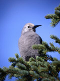 A Clark's Nuthatch ( Nucifraga Columbiana ) Perched in a Tree Canada