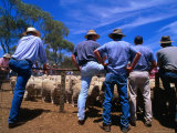 Buyers Watch Intently at Sheep Auction in Rural Victoria  Victoria  Australia
