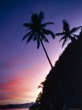 Silhouetted Palm Trees on Island of Malapacao at Dawn  Palawan  Philippines