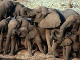 A Herd of Drinking Elephants - Etosha National Park  Namibia  Etosha National Park  Namibia