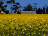 Canola Field with Shed and Farm House  Victoria  Australia