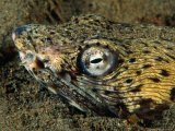 Detail of a Spotted Snake Eel (Ophichtus Ophis) Hiding in Sea Bed  Dominica