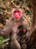 Monkey with Baby in Bamboo Grove  Cape Toi-Misaki  Japan
