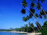 Bending Palm Trees on Unawatuna Beach  Unawatuna  Southern  Sri Lanka