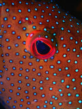 Close Up of Blue Spotted Grouper  St Anne Sandy Point  St Kitts & Nevis