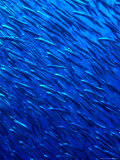 Anchovie School (Thgryssa Baelama)  Maldives
