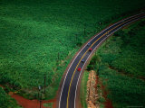 Aerial View of Cane Field and Highway  USA
