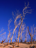 Dead Trees in Sand Dunes at Sunrise  Croajingolong National Park  Victoria  Australia