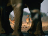 Imapalas Viewed Through an Elephant's Legs  Savuti  Botswana
