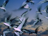 Flock of Terns (Sterna Hirundo) in Flight  Australia