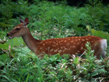 Deer Standing in Thick Undergrowth  Shiretoko National Park  Japan
