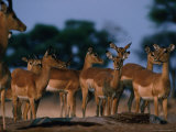Impala (Aepyceros Melampus) Herd  Savuti  Botswana