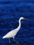Eastern Reef Heron Stalking Fish  Great Barrier Reef  Australia