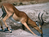 Impala (Aepyceros Melampus) Bull Drinking  Savuti  Botswana
