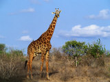 Giraffe Tsavo West National Park  Kenya